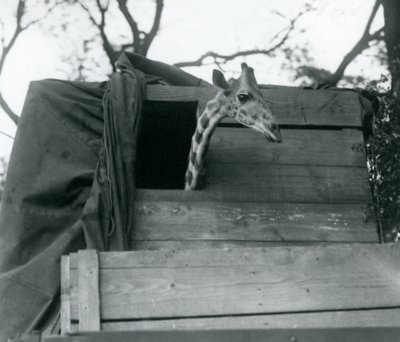 A young giraffe arriving at London Zoo by Frederick William Bond